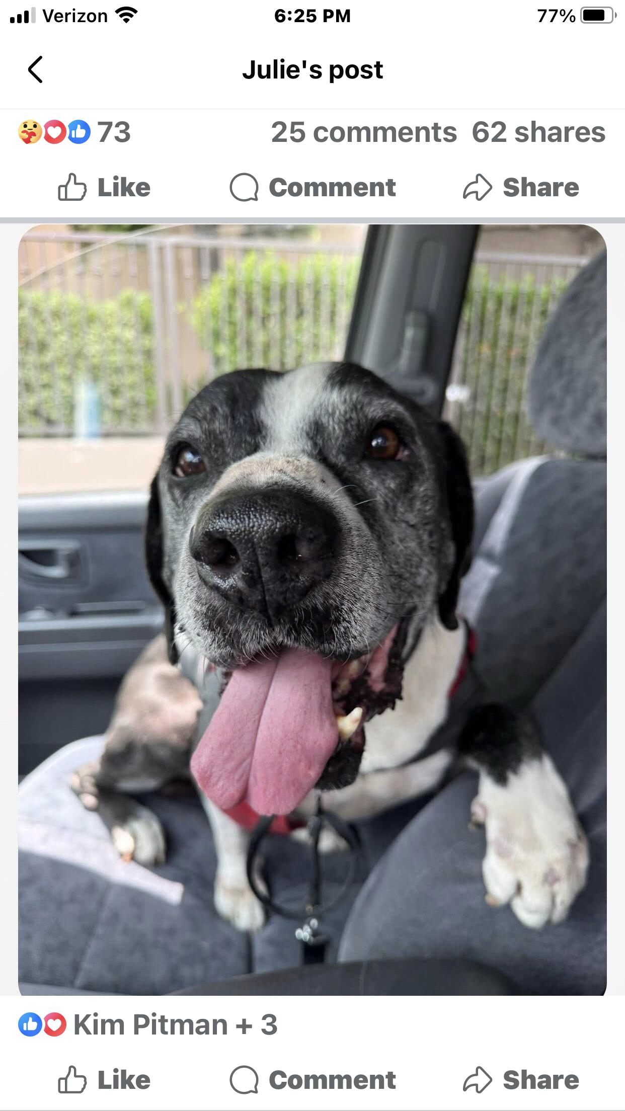 Enlarge Doc, a Adoptable Pit Bull Terrier in Studio City, CA image 1/5