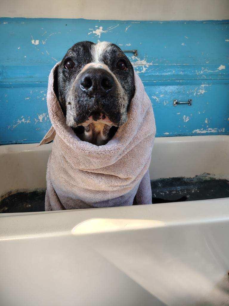 Doc, adopted, Senior Male Pit Bull Terrier.