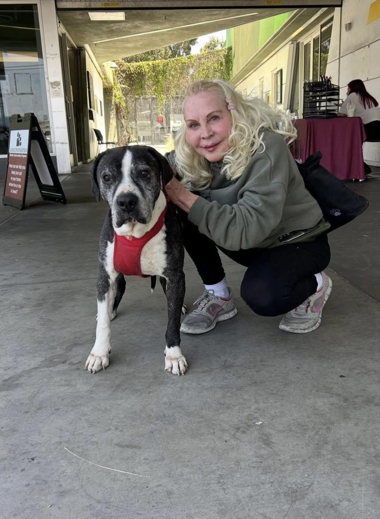 Enlarge Doc, a Adoptable Pit Bull Terrier in Studio City, CA image 3/5