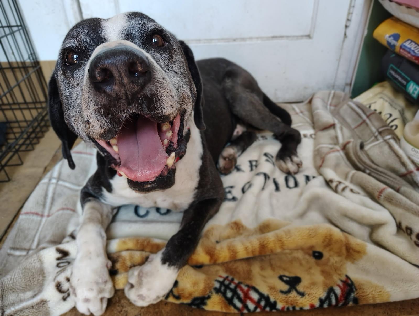 Enlarge Doc, a Adoptable Pit Bull Terrier in Studio City, CA image 4/5
