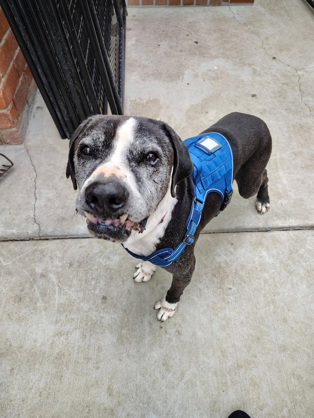 Enlarge Doc, a Adoptable Pit Bull Terrier in Studio City, CA image 5/5