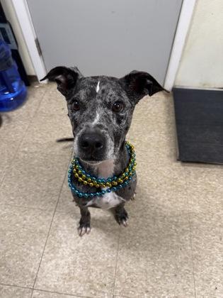 Jr, Adoptable, Adult Male Catahoula Leopard Dog & Mixed Breed.