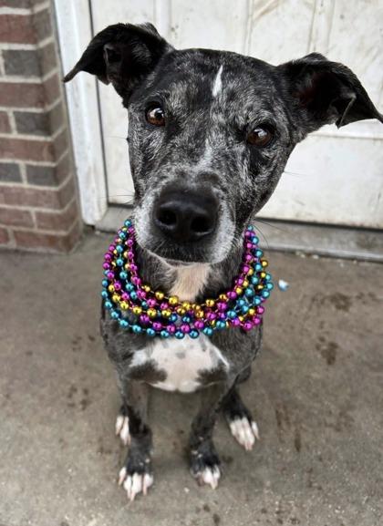 Enlarge Jr, a Adoptable mixed breed in St. Anne, IL image 2/3
