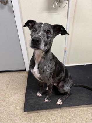 Enlarge Jr, a Adoptable mixed breed in St. Anne, IL image 3/3