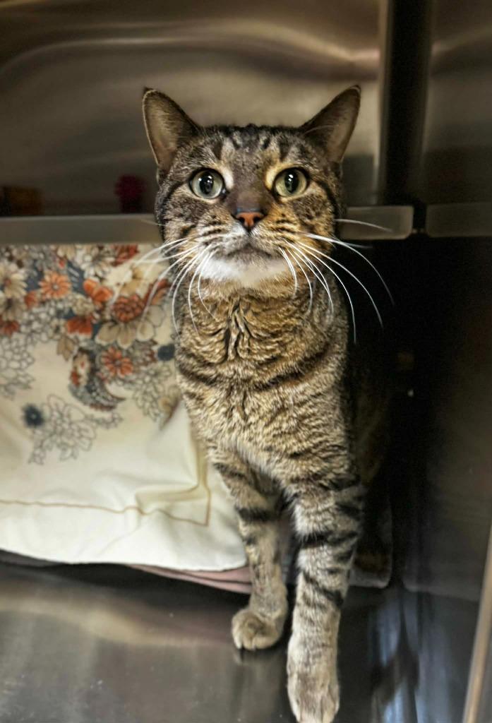 Enlarge Chilly, a Adoptable mixed breed in Grand Forks, ND image 1/2