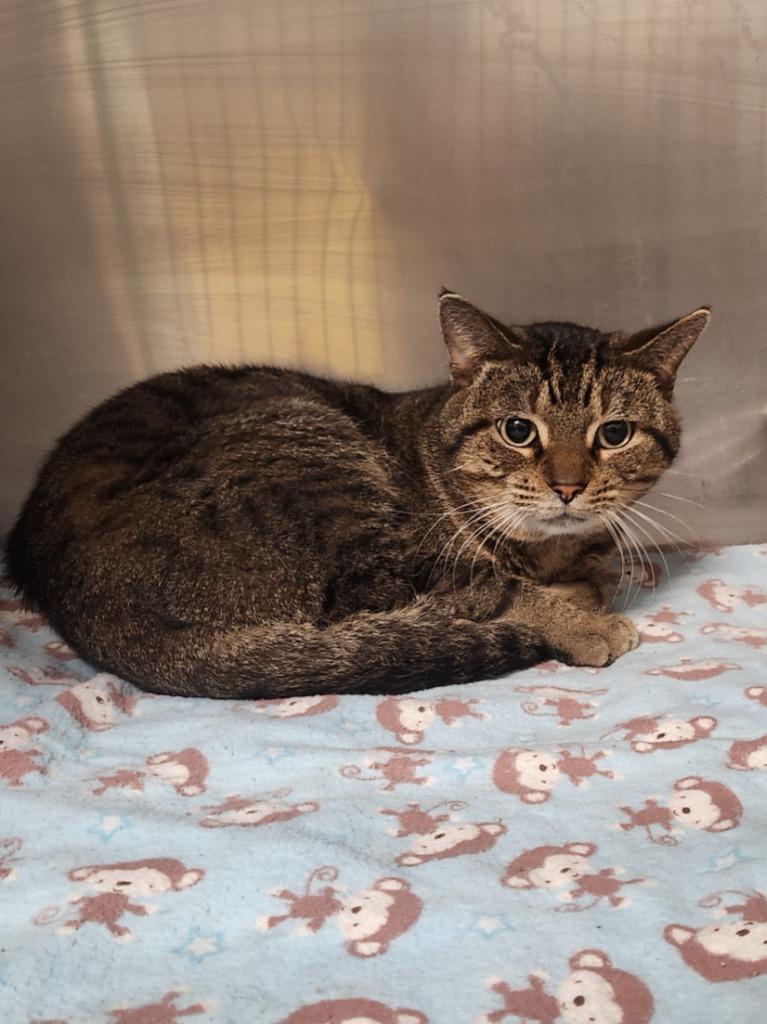 Chilly, Adoptable, Adult Male Domestic Short Hair.