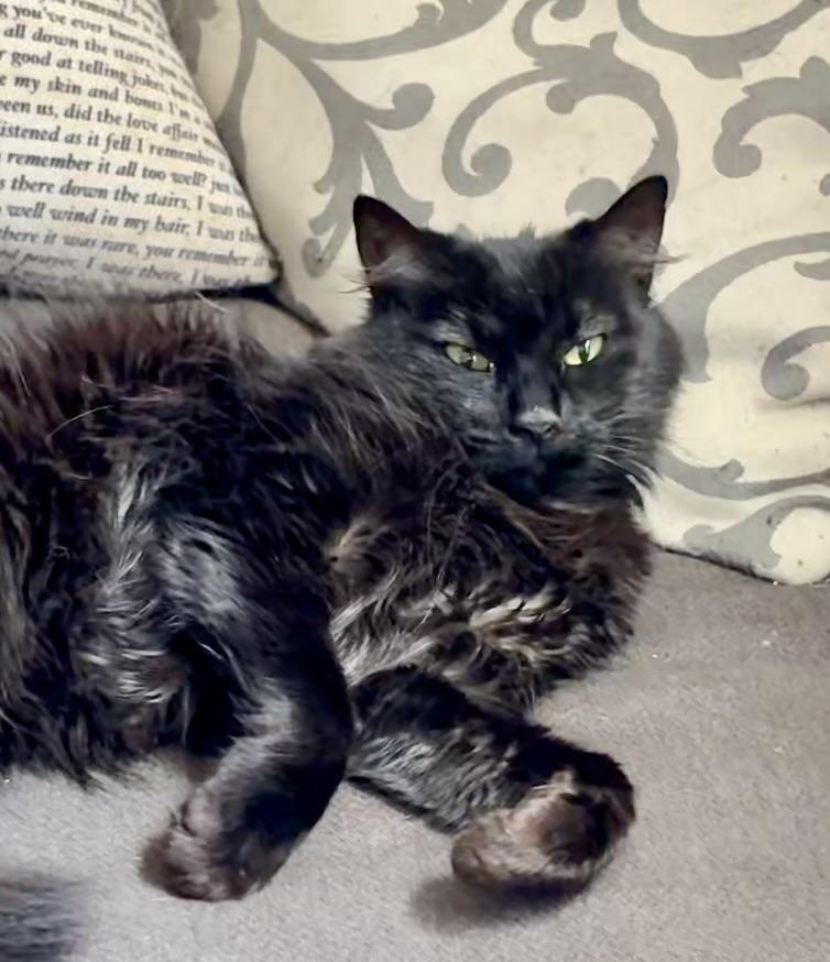 Jojo, Adoptable, Adult Female Domestic Long Hair.