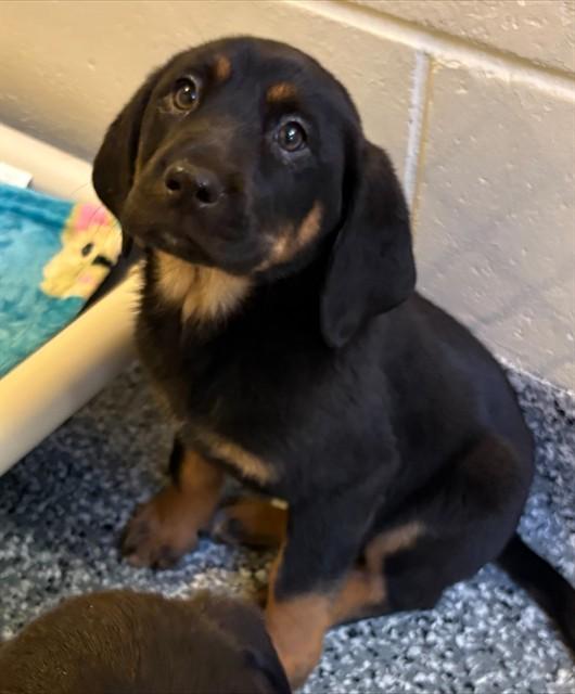 Enlarge SHERMAN, a Adoptable mixed breed in Brewster, MA image 1/1