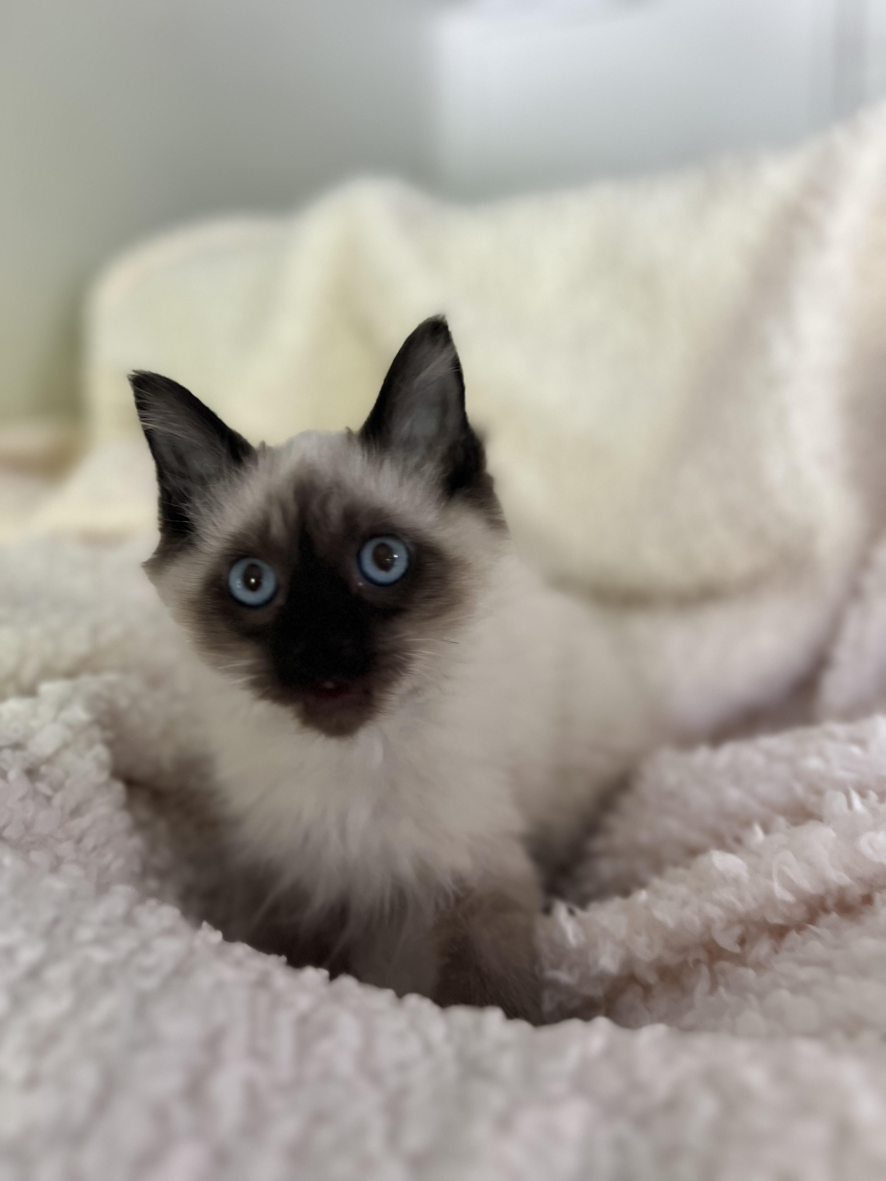 Astro, Adopted, Kitten Male Siamese & Ragdoll.