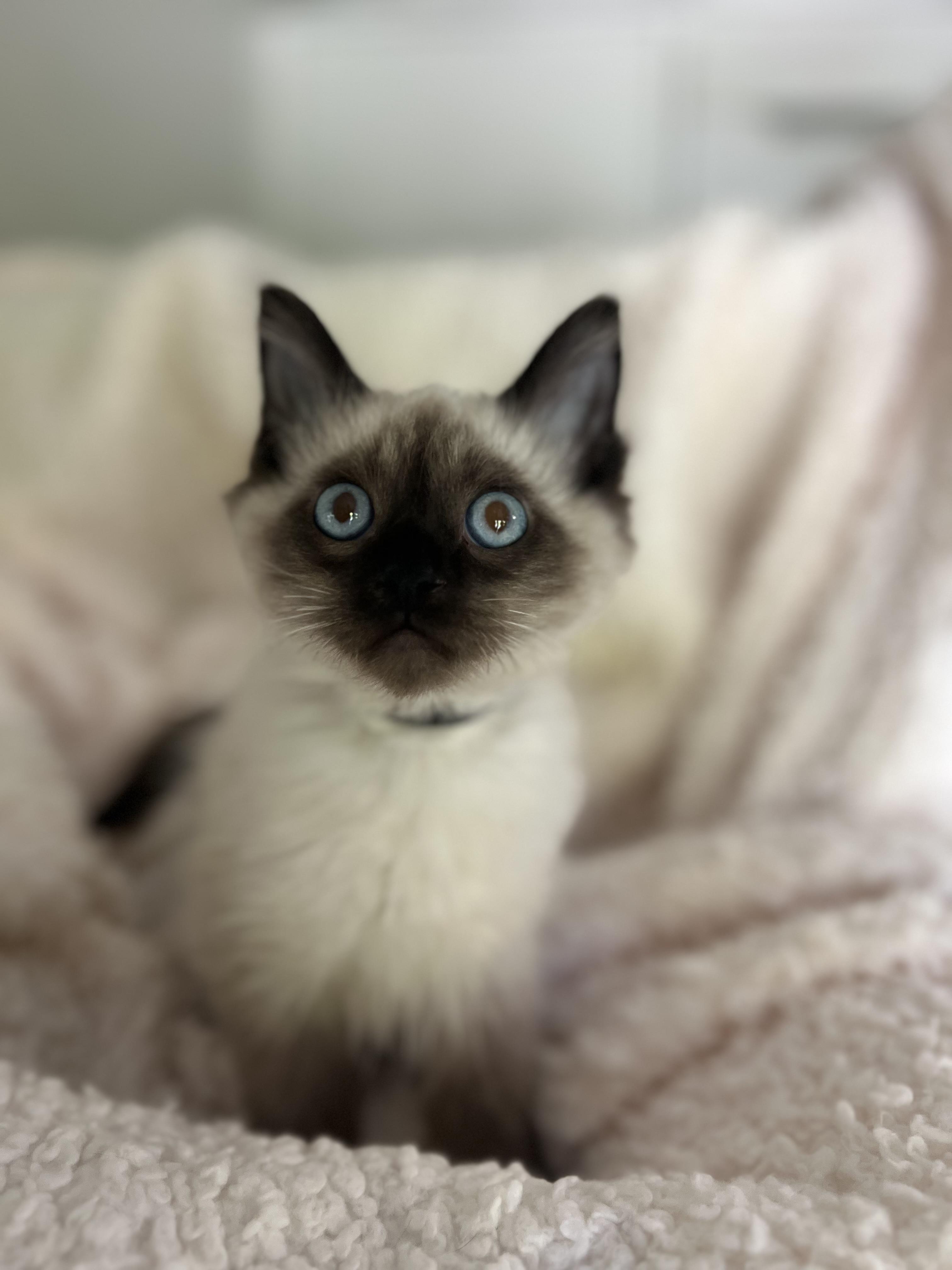 Enlarge Astro, a Adopted mixed breed in Lombard, IL image 3/3