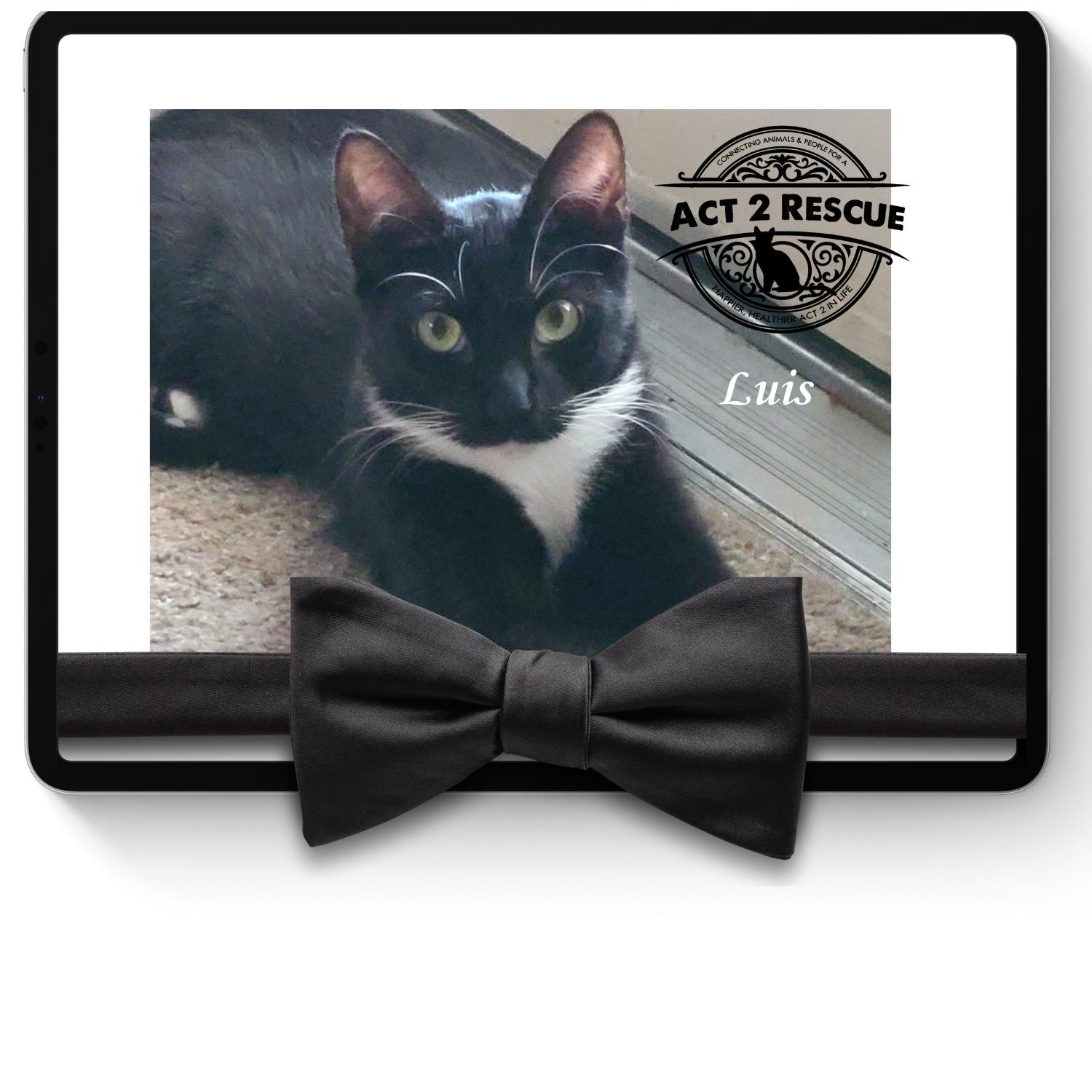 Luis, Adoptable, Young Male Domestic Short Hair.