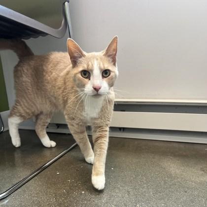 Enlarge Hamilton, a Adoptable Domestic Medium Hair in Janesville, WI image 1/2