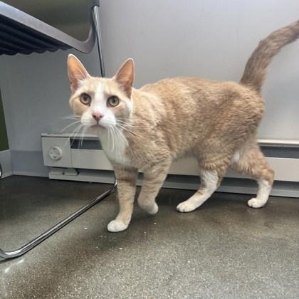 Enlarge Hamilton, a Adoptable Domestic Medium Hair in Janesville, WI image 2/2