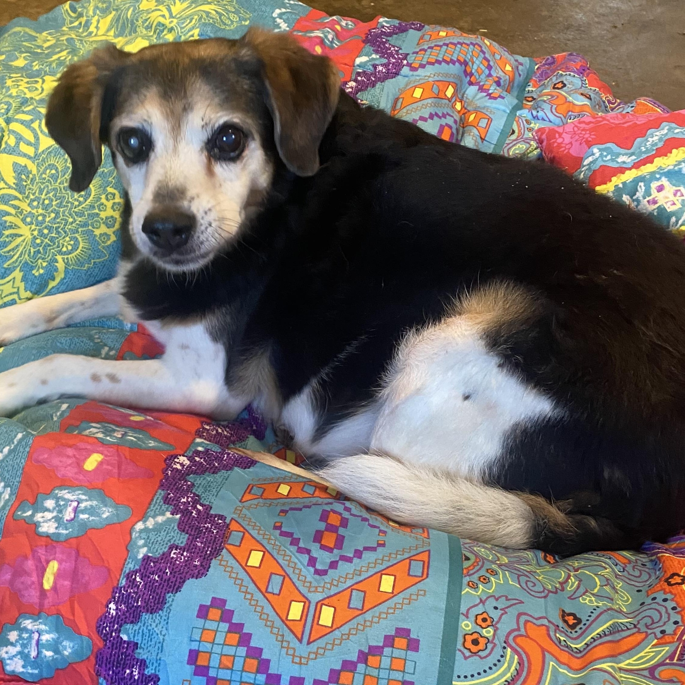 Enlarge Brooke, a Adoptable Beagle in Hartwell, GA image 1/3
