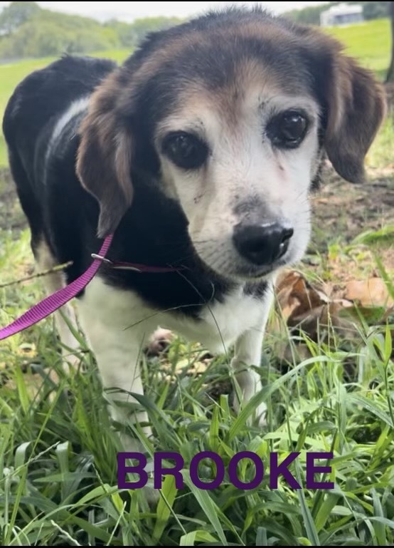 Enlarge Brooke, a Adoptable Beagle in Hartwell, GA image 2/3