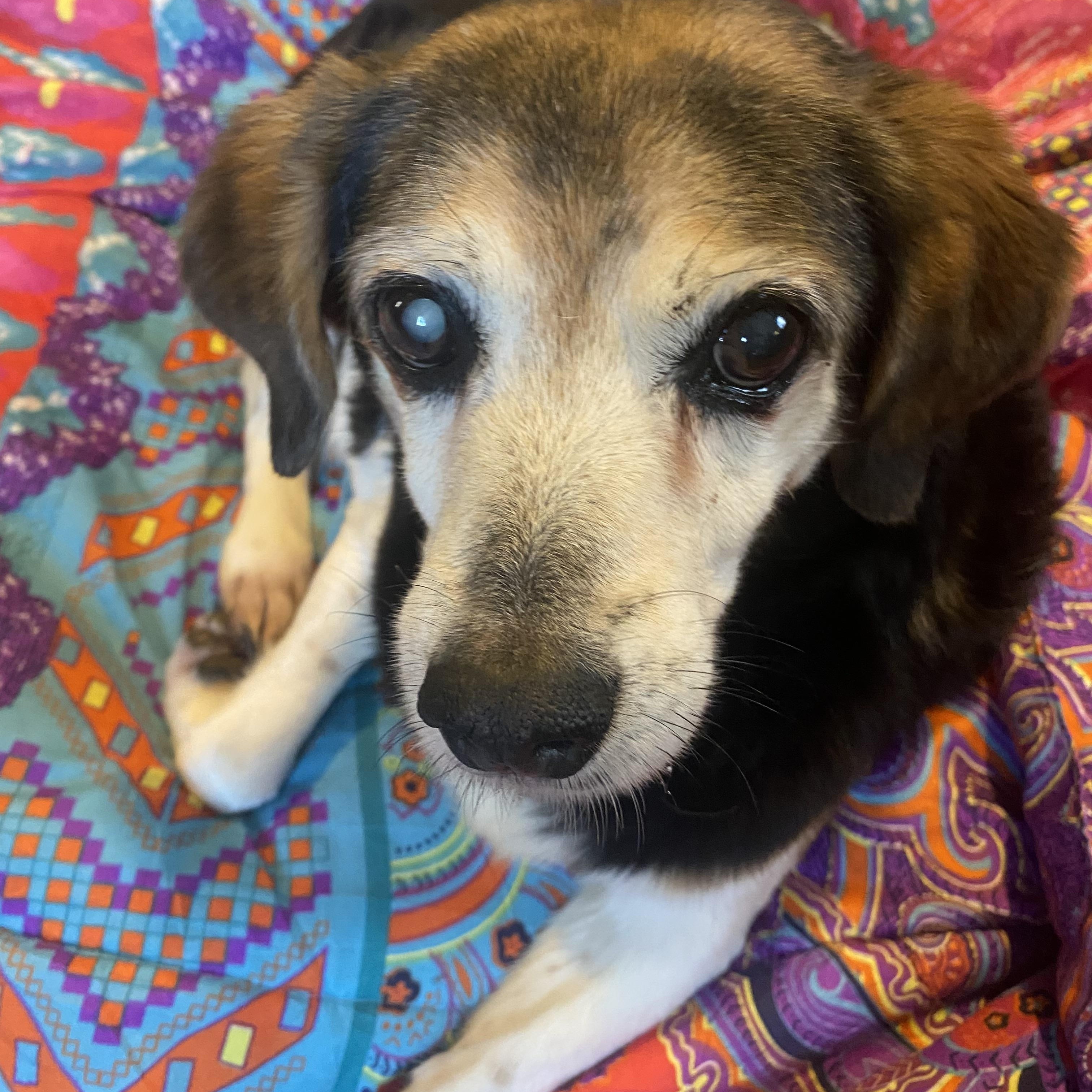 Enlarge Brooke, a Adoptable Beagle in Hartwell, GA image 3/3
