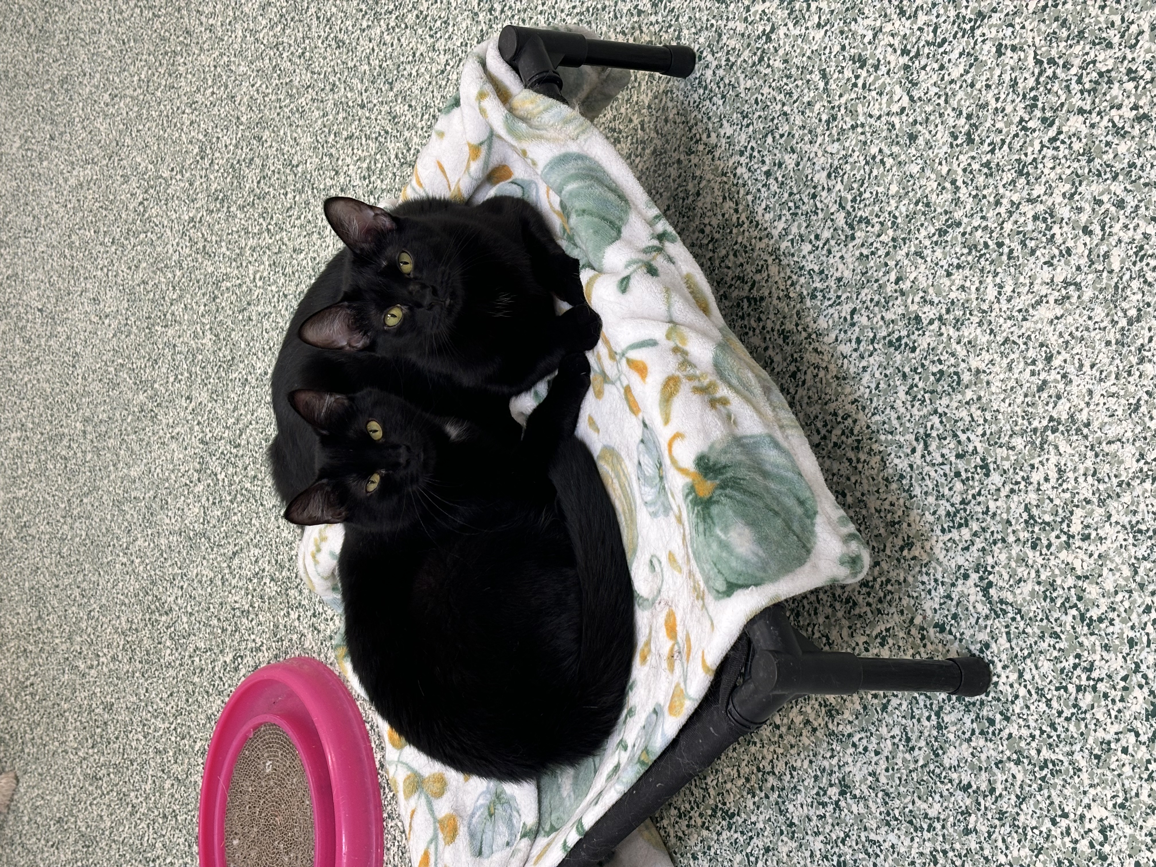 Enlarge Rhea and Rio - Adoption Fee Sponsored!, a Adoptable Domestic Short Hair in Richland Center, WI image 1/1