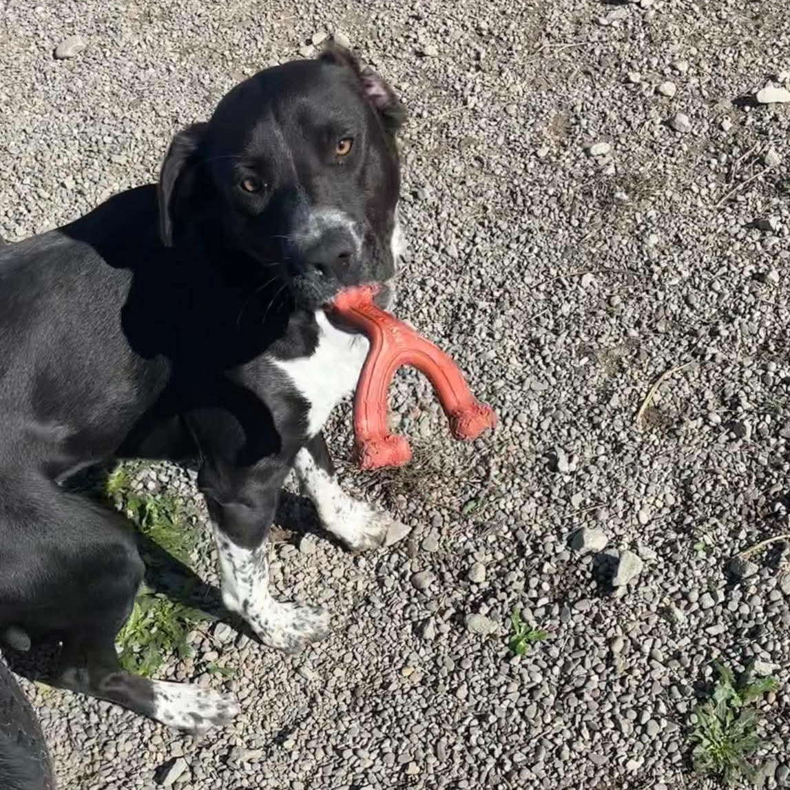 Enlarge Josephine, a Adoptable mixed breed in Tioga, PA image 3/6