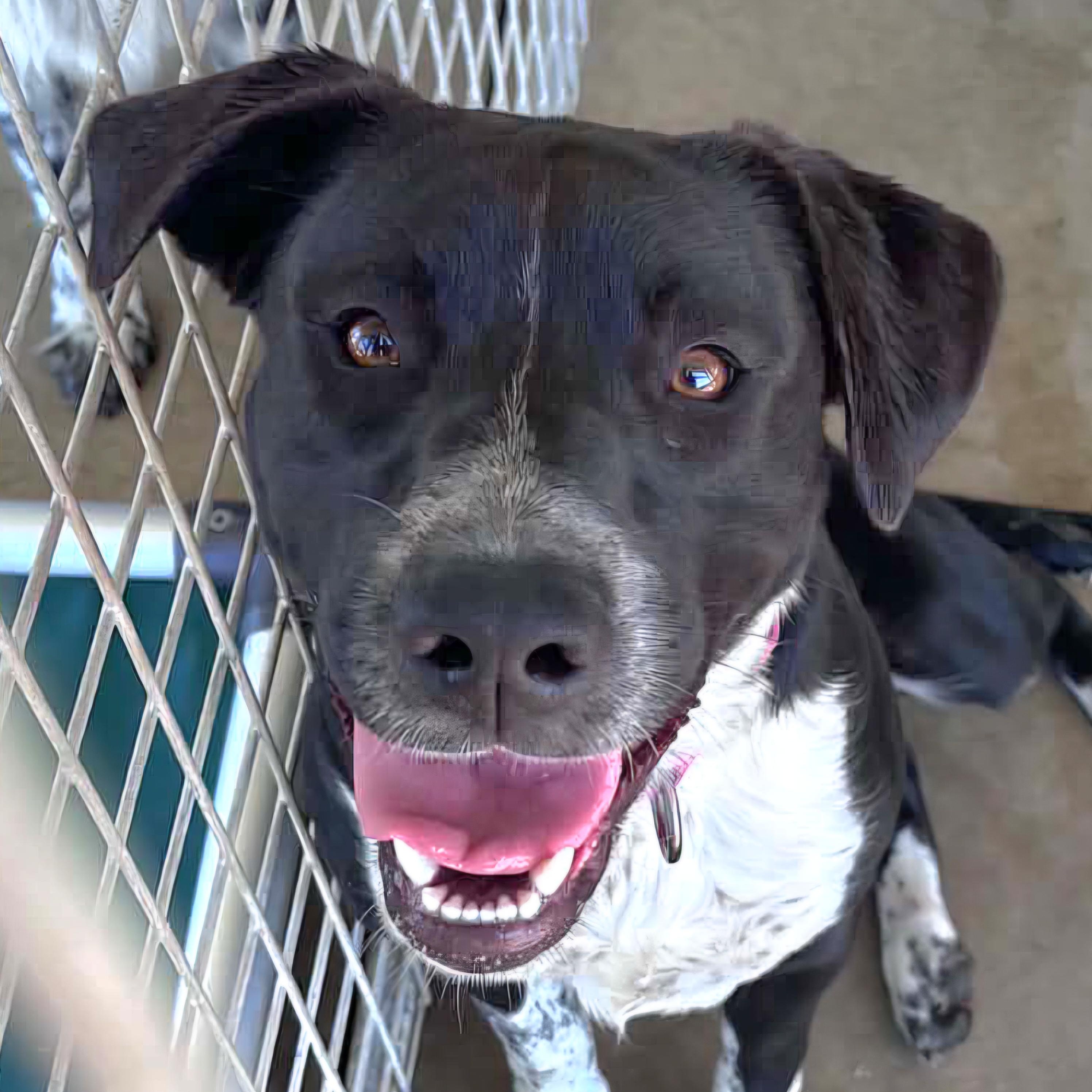 Josephine, Adoptable, Young Female Border Collie.