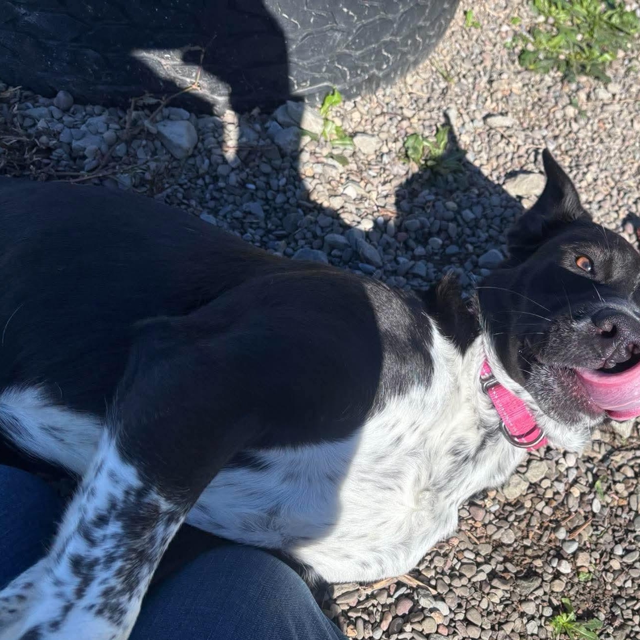 Enlarge Josephine, a Adoptable mixed breed in Tioga, PA image 4/6