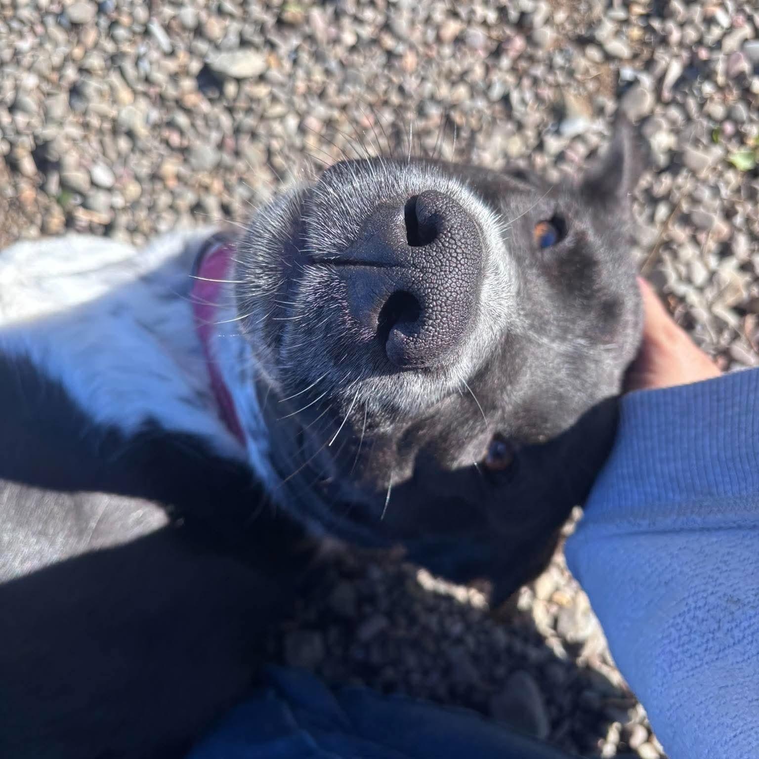 Enlarge Josephine, a Adoptable mixed breed in Tioga, PA image 6/6