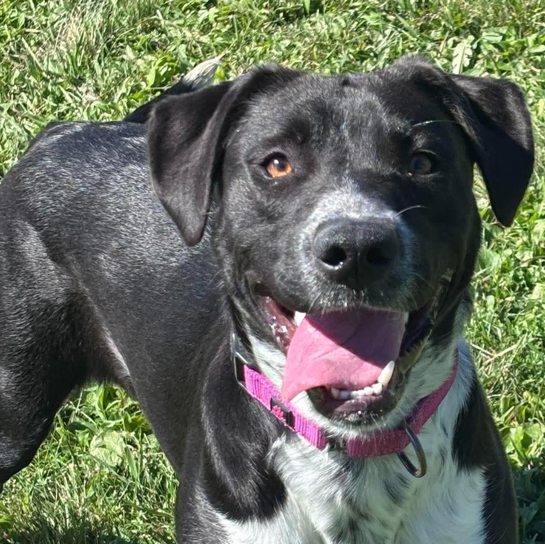 Enlarge Josephine, a Adoptable mixed breed in Tioga, PA image 2/6