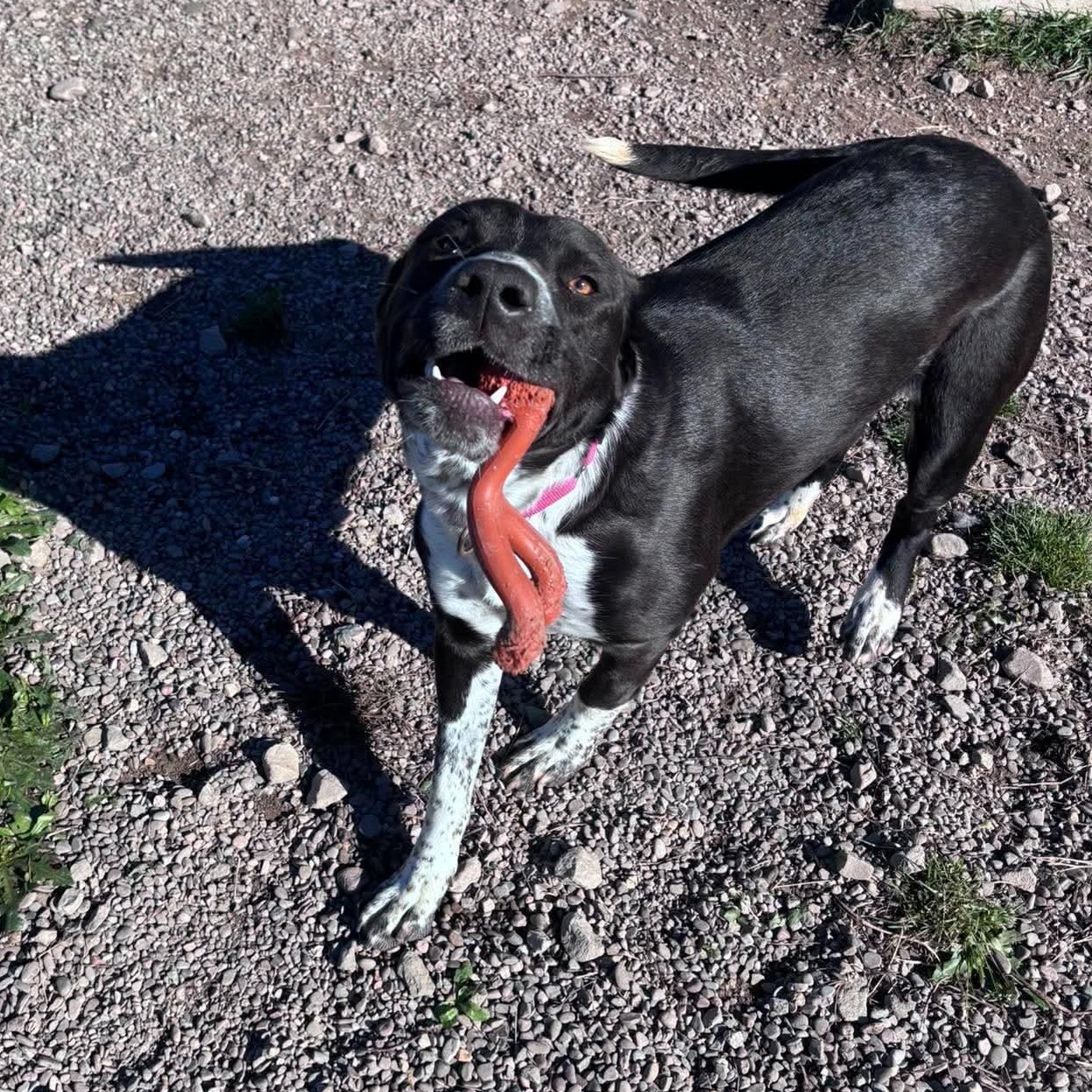 Enlarge Josephine, a Adoptable mixed breed in Tioga, PA image 5/6