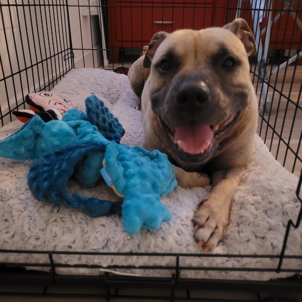 Athena, a Adoptable mixed breed in Hobe Sound, FL image 1/5