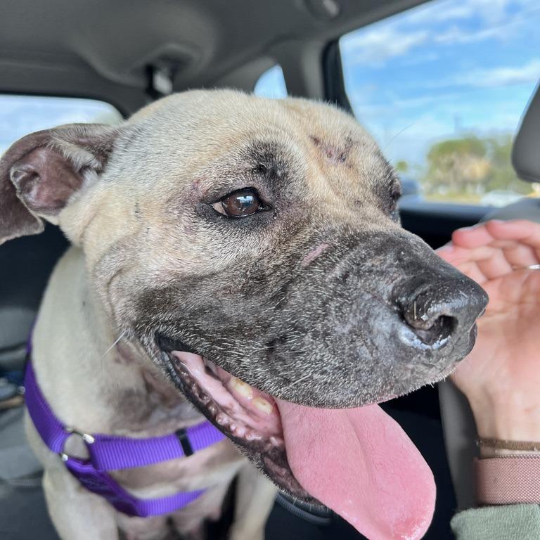 Athena, a Adoptable mixed breed in Hobe Sound, FL image 4/5