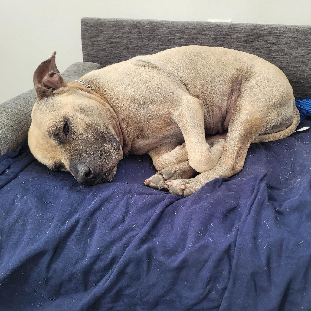 Athena, a Adoptable mixed breed in Hobe Sound, FL image 5/5