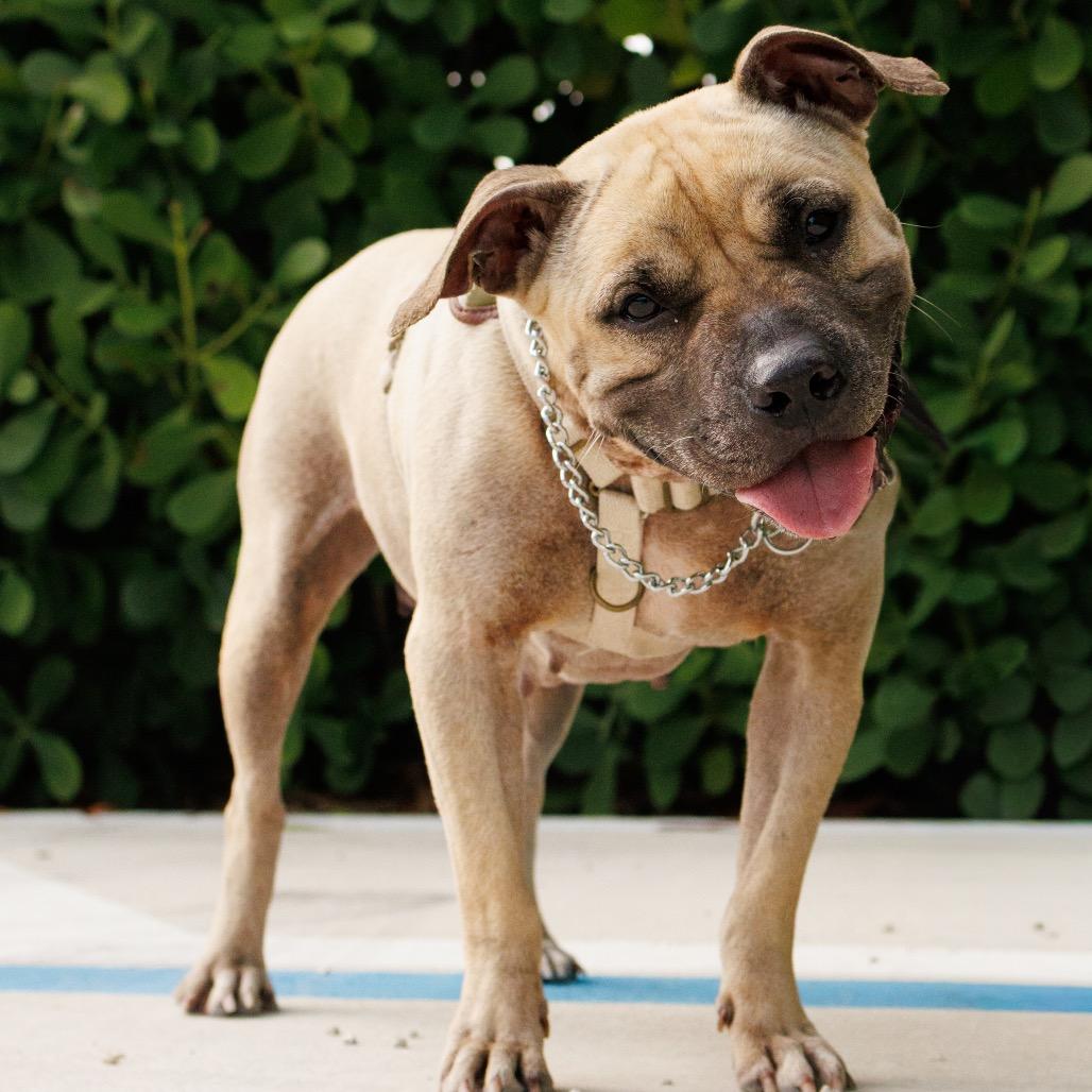 Enlarge Athena, a Adoptable mixed breed in Hobe Sound, FL image 3/5