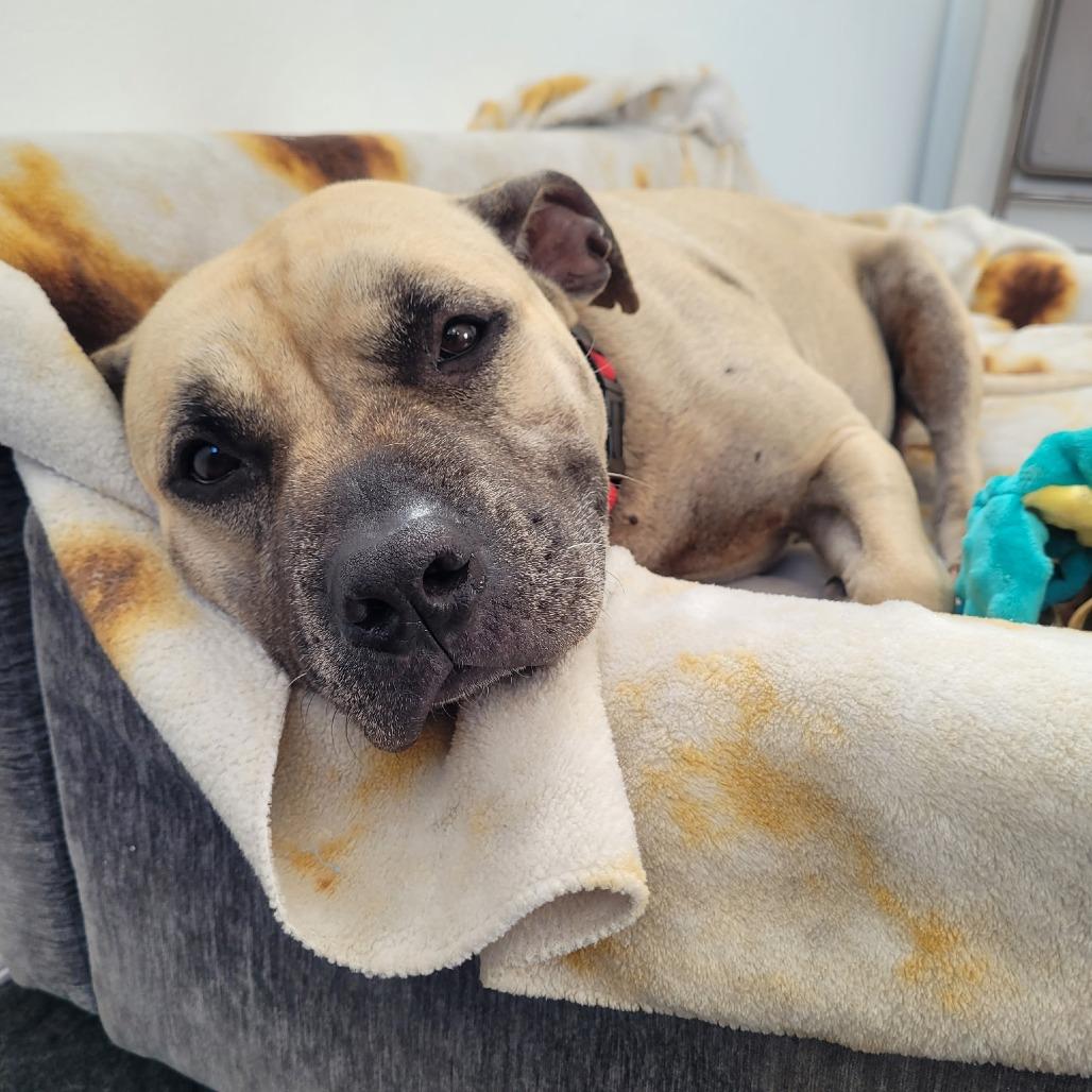 Athena, a Adoptable mixed breed in Hobe Sound, FL image 2/5