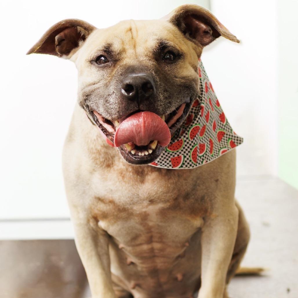 Enlarge Athena, a Adoptable mixed breed in Hobe Sound, FL image 5/5