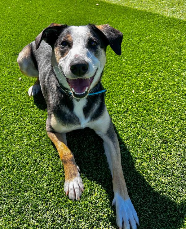 Enlarge Thor, a Adoptable mixed breed in Monterey, CA image 1/6