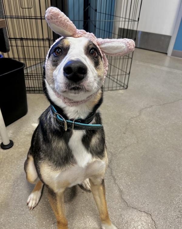 Enlarge Thor, a Adoptable mixed breed in Monterey, CA image 2/6