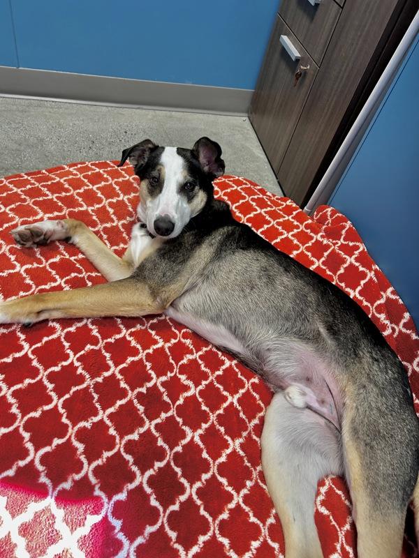 Enlarge Thor, a Adoptable mixed breed in Monterey, CA image 3/6