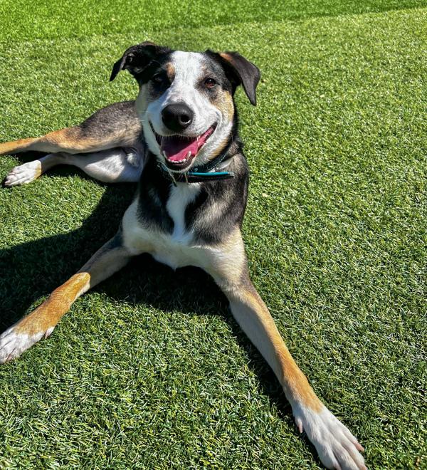 Enlarge Thor, a Adoptable mixed breed in Monterey, CA image 4/6