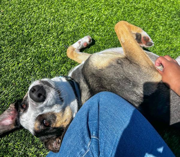 Enlarge Thor, a Adoptable mixed breed in Monterey, CA image 5/6