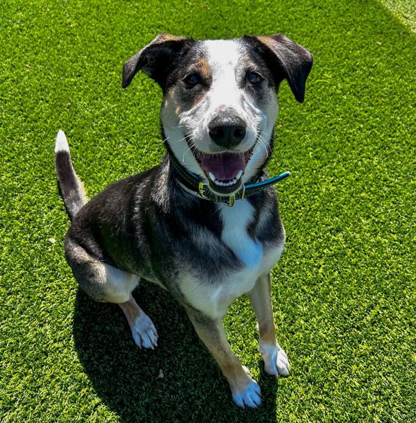 Enlarge Thor, a Adoptable mixed breed in Monterey, CA image 6/6
