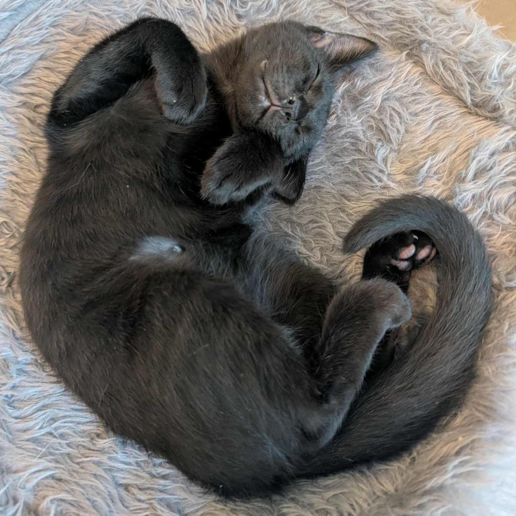 Mink, a Adoptable Domestic Short Hair in Durham, NC image 1/6