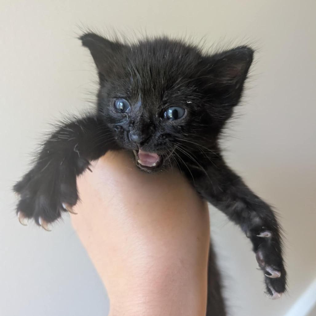 Mink, a Adoptable Domestic Short Hair in Durham, NC image 2/6