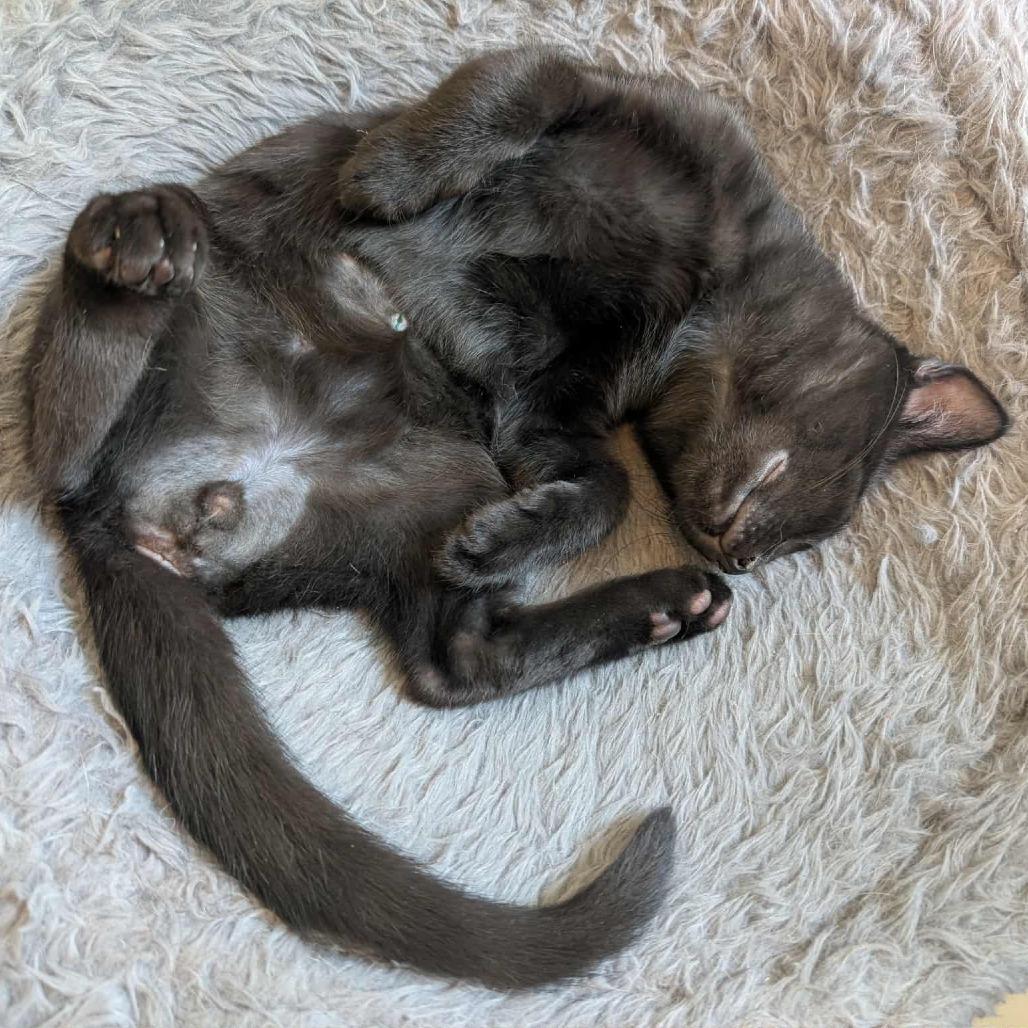 Mink, a Adoptable Domestic Short Hair in Durham, NC image 3/6