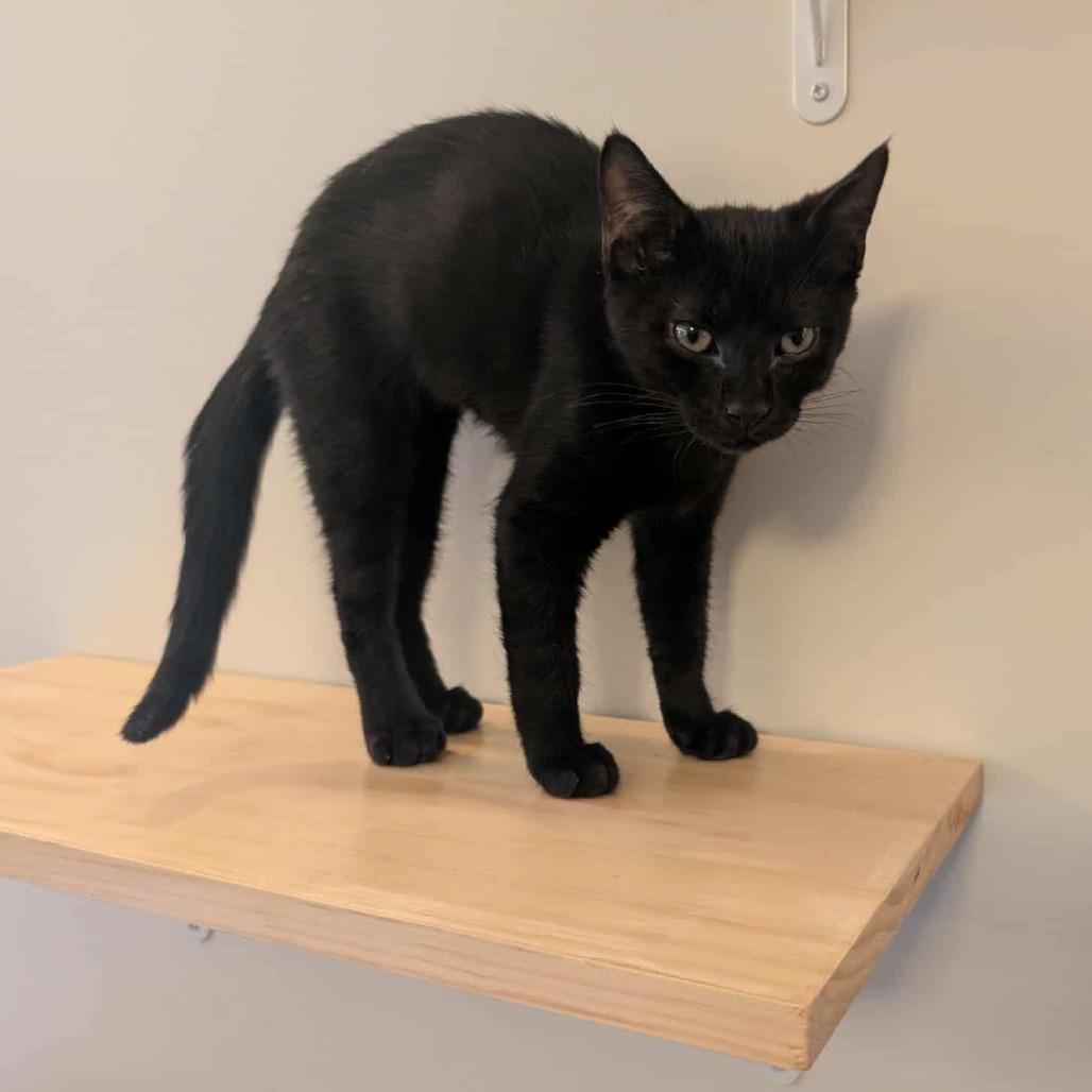 Mink, a Adoptable Domestic Short Hair in Durham, NC image 4/6