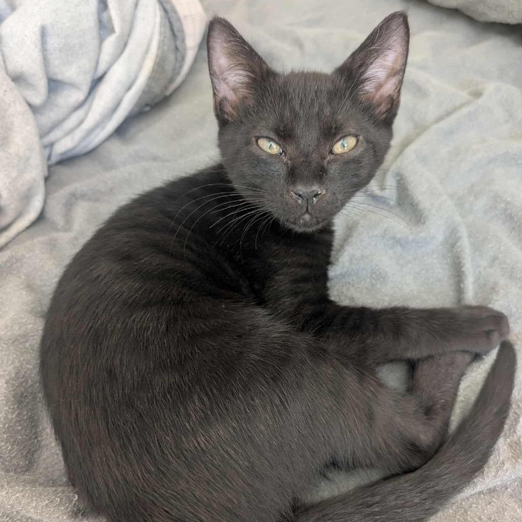 Mink, a Adoptable Domestic Short Hair in Durham, NC image 5/6