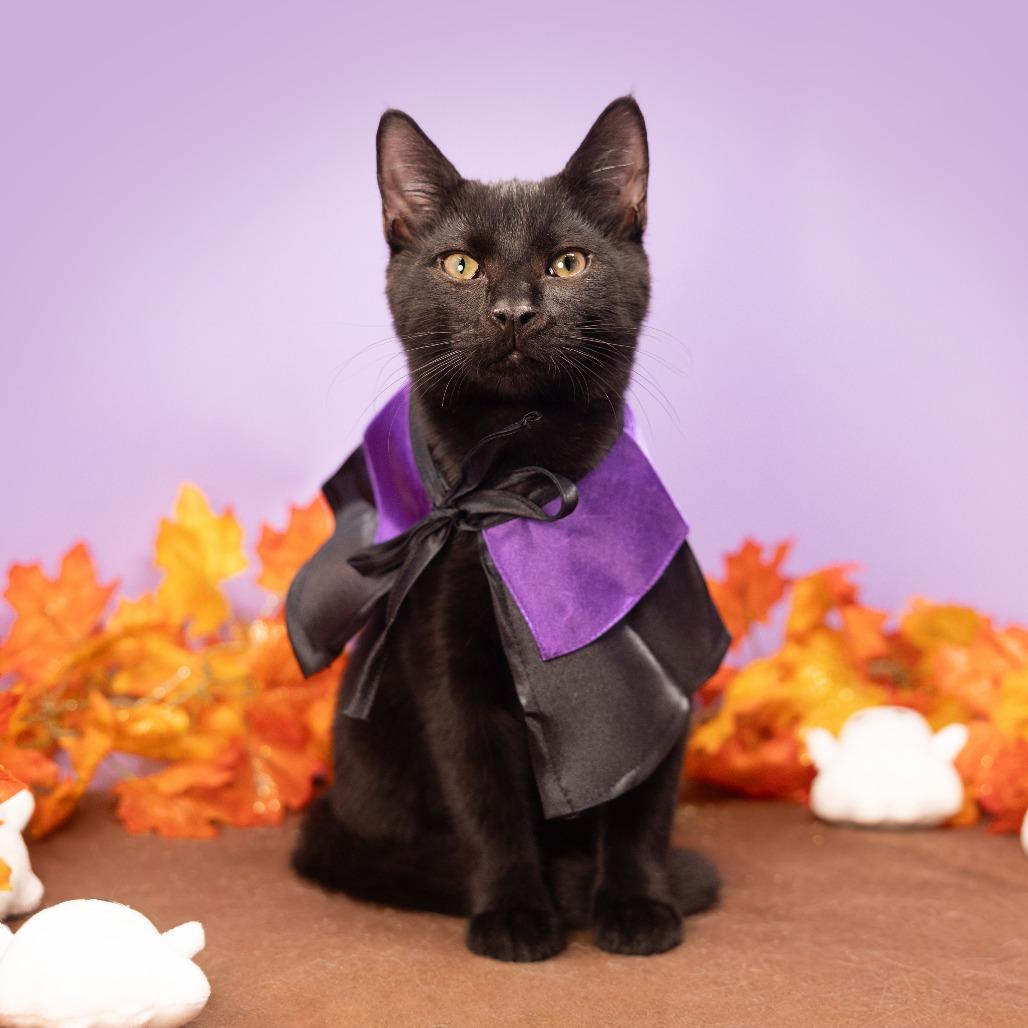 Mink, a Adoptable Domestic Short Hair in Durham, NC image 6/6