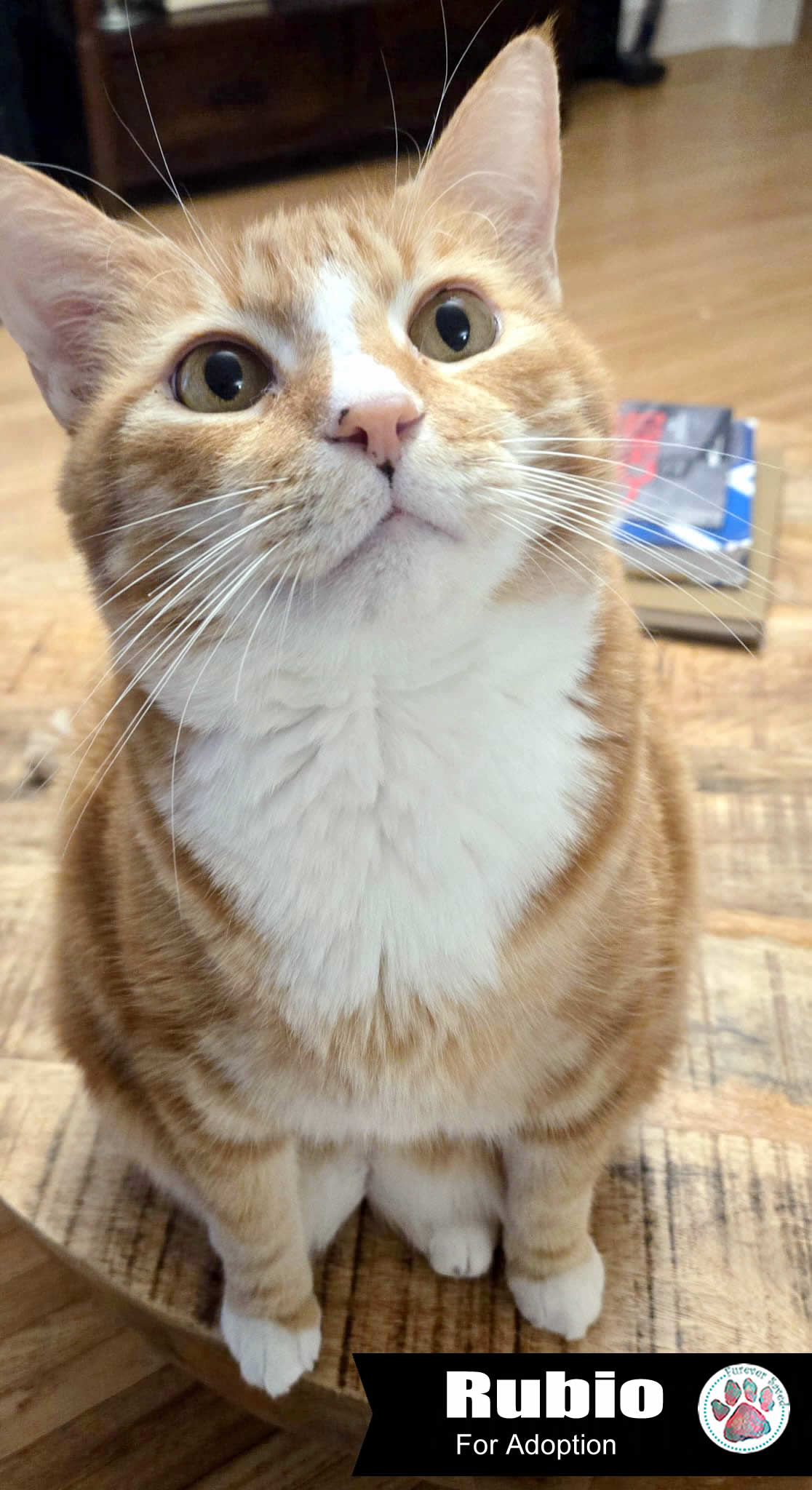 Enlarge Rubio, a Adoptable Domestic Short Hair in Miami, FL image 2/5