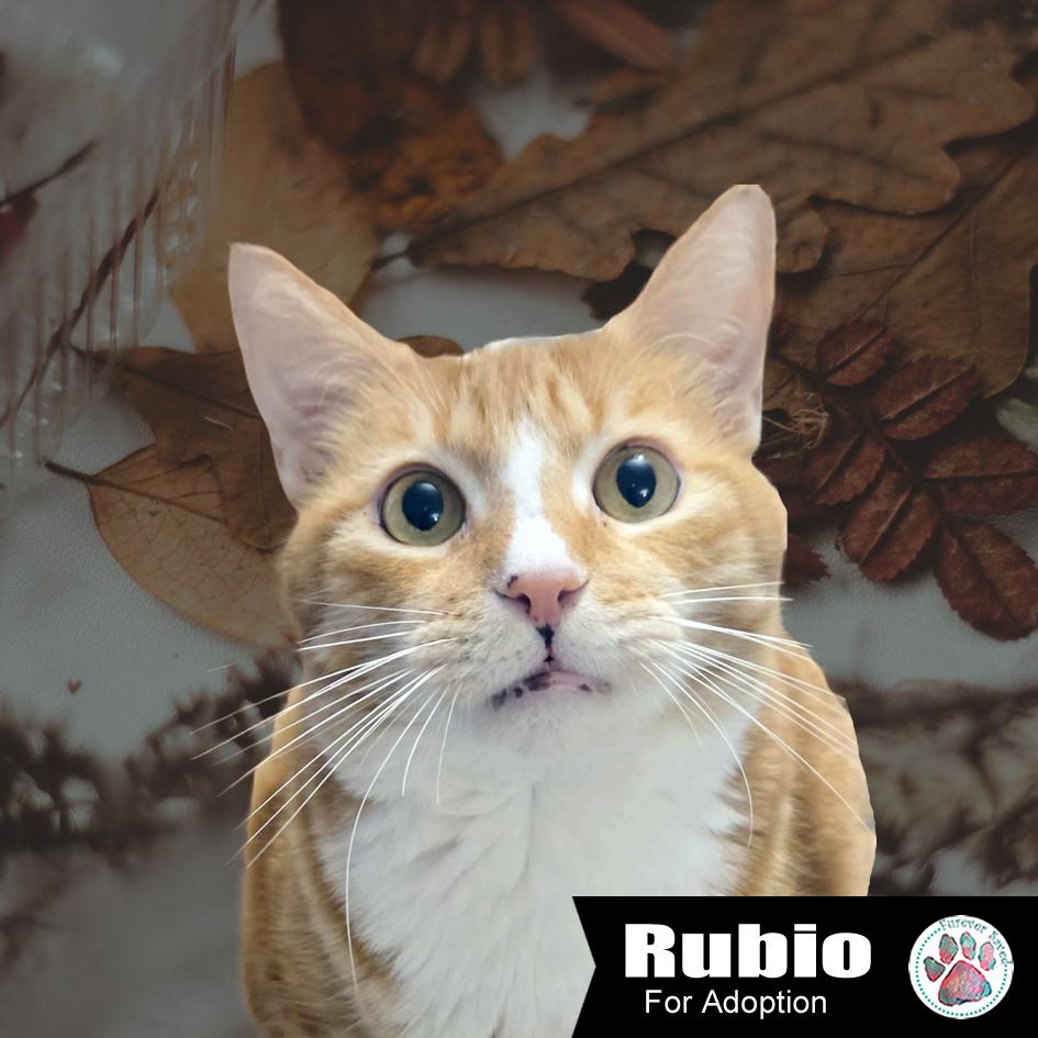 Enlarge Rubio, a Adoptable Domestic Short Hair in Miami, FL image 3/5