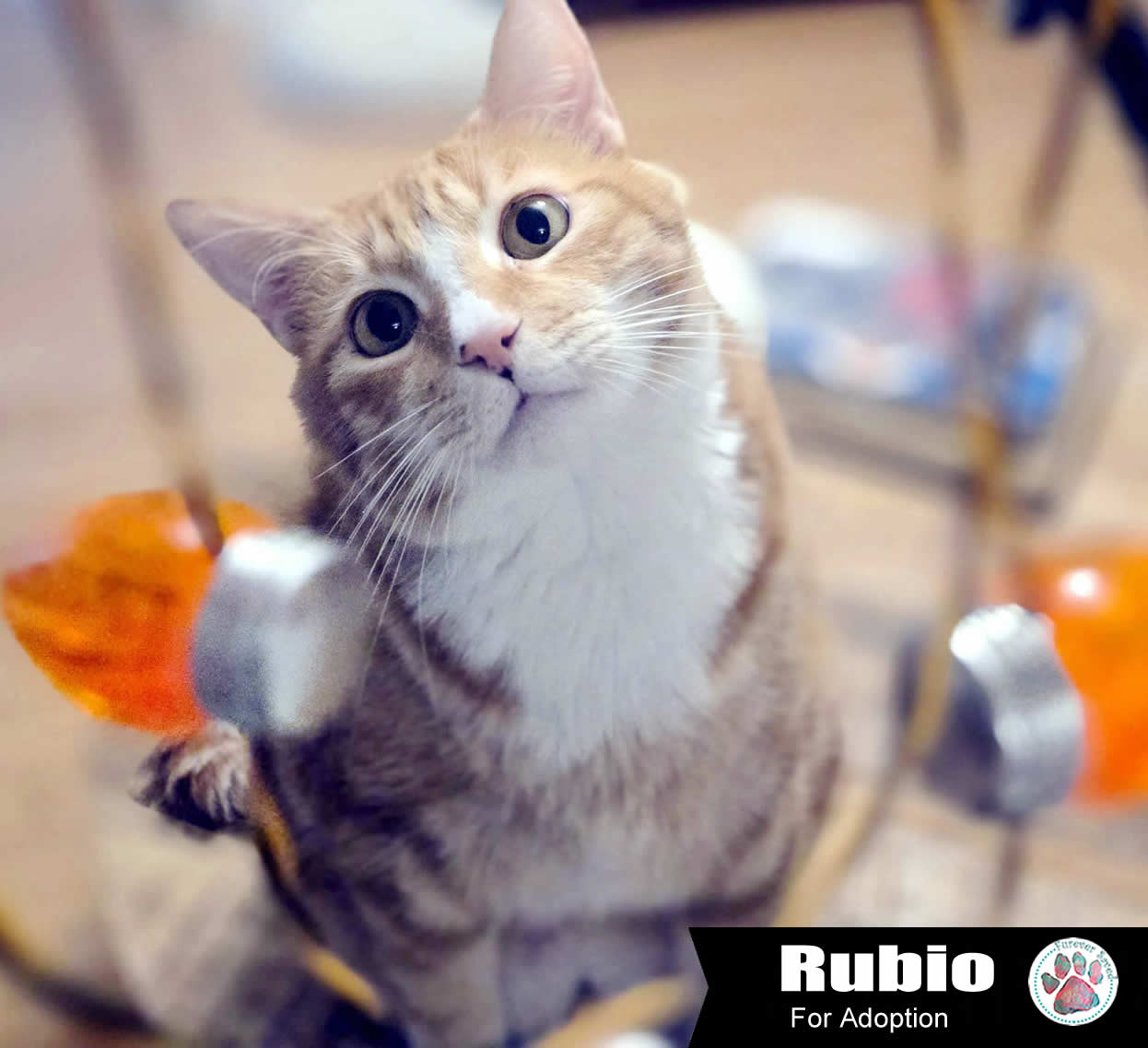 Enlarge Rubio, a Adoptable Domestic Short Hair in Miami, FL image 1/5