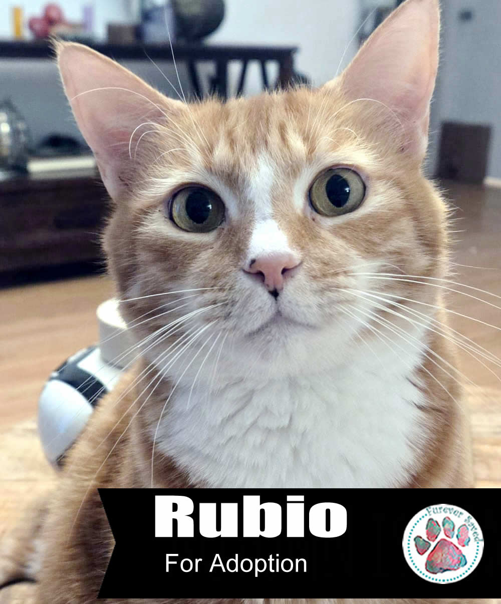 Enlarge Rubio, a Adoptable Domestic Short Hair in Miami, FL image 5/5