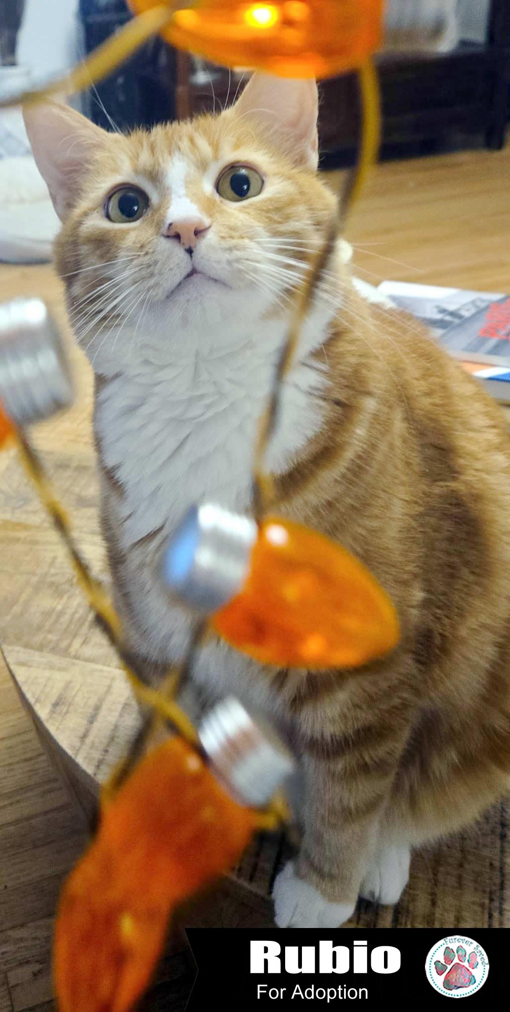 Enlarge Rubio, a Adoptable Domestic Short Hair in Miami, FL image 4/5